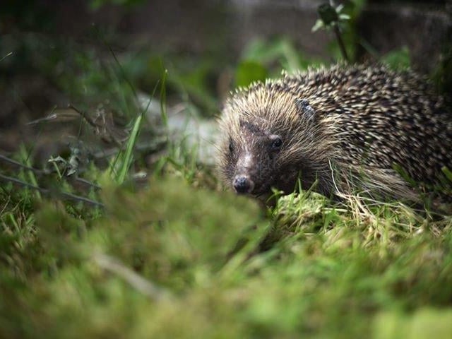 This hedgehog popped into Anna's garden in Roundway, Waterlooville.
