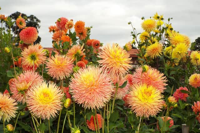 Dahlias in the garden.