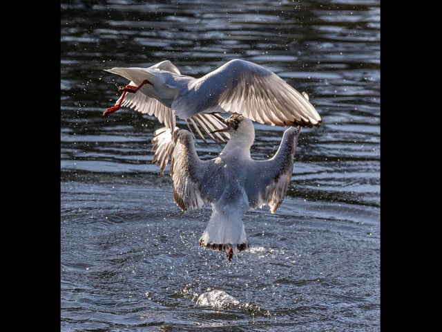 Seagulls at Hilsea by Andrew Fletcher taken at Hilsea Lido