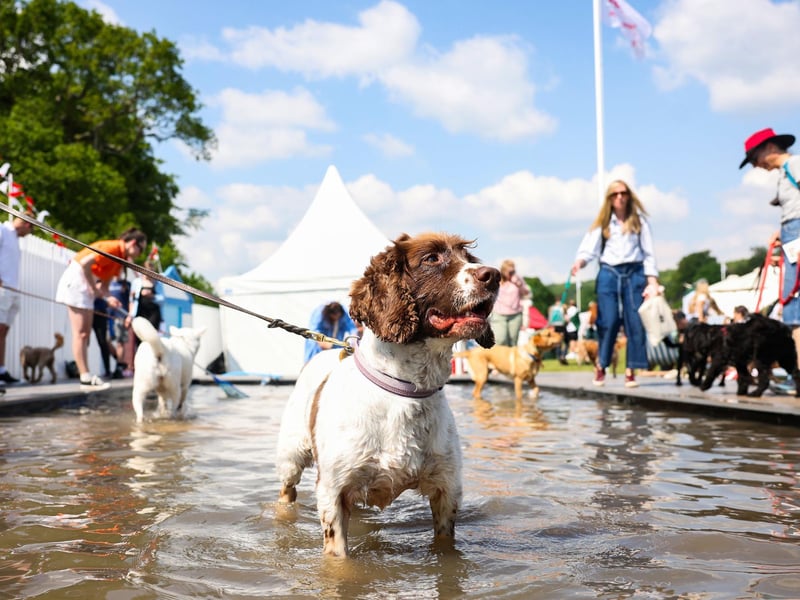A dog at Goodwoof 2024. Picture: Matt Alexander/PA Media Assignments
