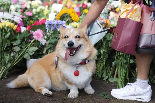 The corgi is a smaller dog but they are good to train and they love their family.
Picture credit: Neil P. Mockford/Getty Images