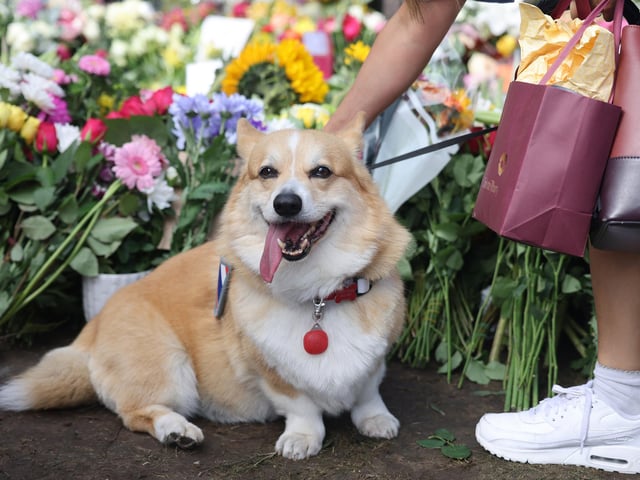 The American Kennel Club said: "One of the most delightful small house dogs, as well as an avid competitor in many dog sports, the Pembroke Welsh Corgi is bold and friendly." Picture credit: Neil P. Mockford/Getty Images
