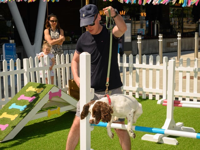 A spaniel takes on the jumps.Picture: Keith Woodland (250521-60)
