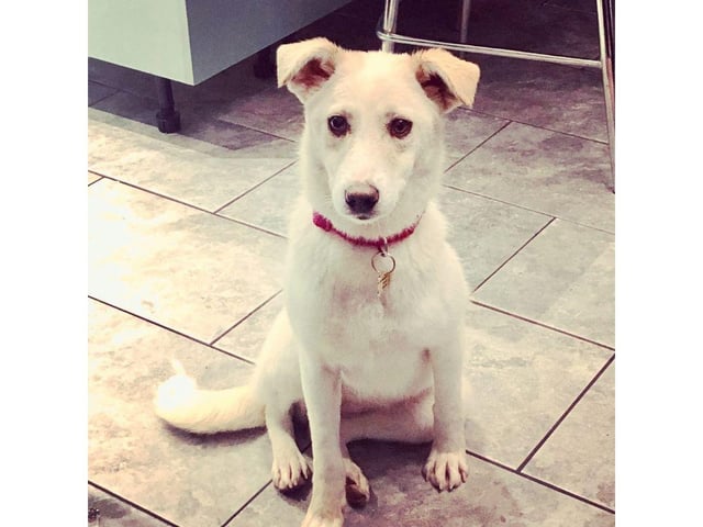 Snow is a 6-month-old medium sized crossbreed girl and she is a very happy pup with a zest for life and enjoys walks and exercise. She is friendly and great with other dogs.
Snow has a lovely thick coat and will need regular grooming.
This super happy bundle of joy is ready for her forever home.
The adoption fee is £425 which will include vaccines, neutering, vet check, microchip, flea and worm treatment, 5 weeks insurance with Agria and post adoption consult with an experienced behaviourist.