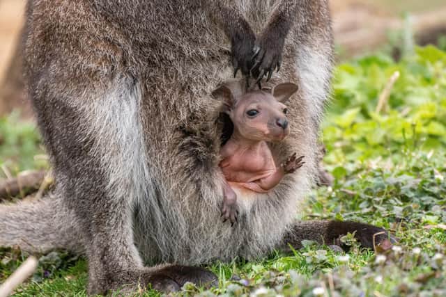 Wallabies are usually found in south-eastern Australia. Picture: PhotosByGemma