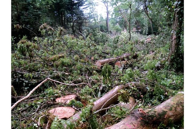 Tree felling at The Queen's Inclosure, Cowplain, due to ash dieback