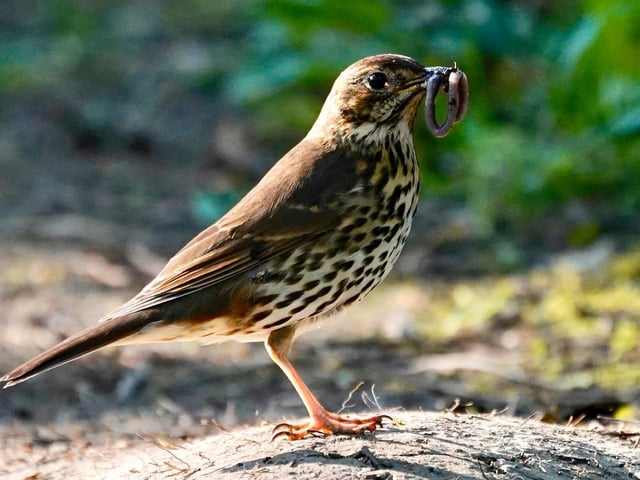 This bird just caught a snack when Mark saw it at Foxes Forest.