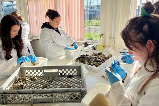 Volunteers cleaning oysters for the Final Straw Foundation