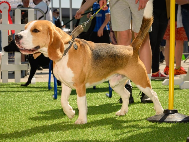 Bertie the beagle is eager to get started on the activities.Picture: Keith Woodland (250521-64)