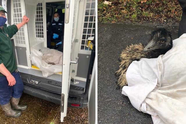 Hampshire police 'have been in a flap' this morning trying to catch aneEmu that was loose on Wickham Road near Swanmore. Picture: Hampshire police
