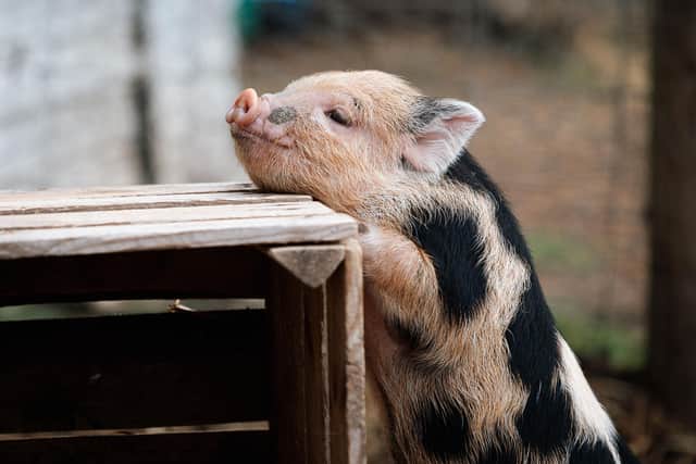 Olivia Mikhail says that there are many ways that pigs are better pets than dogs - Animal News Agency