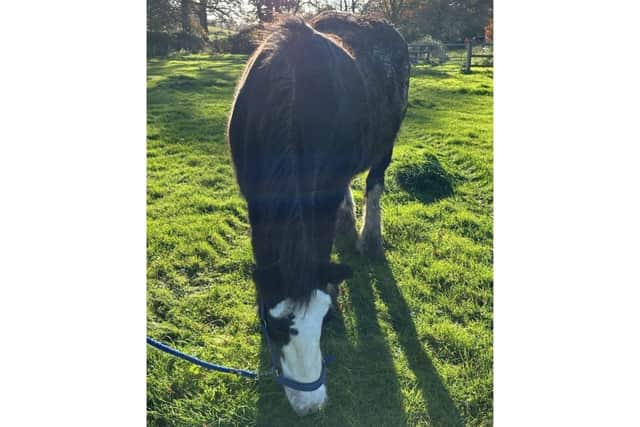 Ginny the 19-year-old cob has been rescued by the fire service after getting trapped under a tree in a ditch.