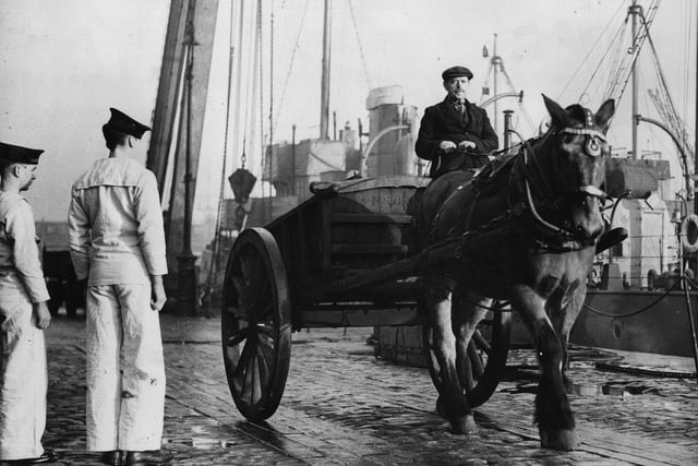 25th November 1937:  'Buller', the horse who served in the Royal Artillery during WW 1 is nearly 30 years old but still capable of light work around the docks at Sheerness. He is to retire to the countryside near Portsmouth where he will be well cared for.  (Photo by Hulton Archive/Getty Images)