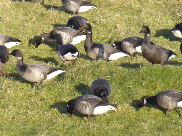 Brent Geese will be given a safe haven on Castle Field, in Southsea - which will be closed to the public from October to the end of March. Photo: Stewart Luck