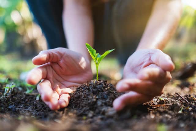 Tree planting projects will be able to apply for money from Portsmouth City Council Picture: Adobe