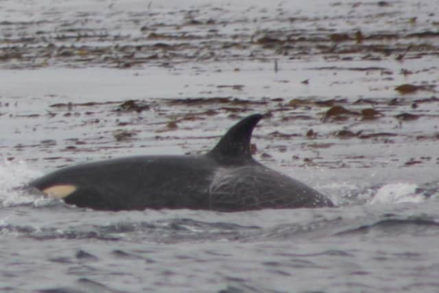 'Pompey' the baby orca. Mrs Bonner is the first person to have seen the calf. Picture: Sarah May Bonner.