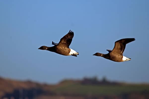 Brent Geese Picture: Ian Cameron-Reid