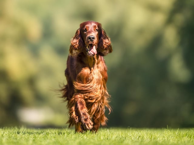 'Irish Setters have outgoing, clown-like personalities and lots of energy, making them friendly favorites with families.' Picture Credit: Adobe Stock