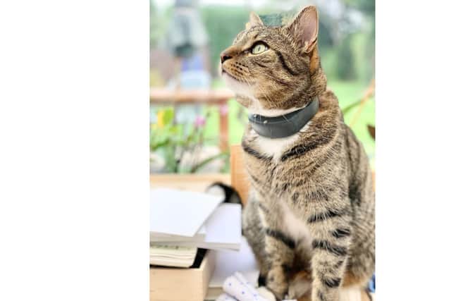 Caption: Simba the tabby from Fareham was in a 'critical condition' after being shot by an air rifle. Picture: Joshi Cole