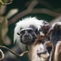 ‘Incredibly rare’ tamarin triplets