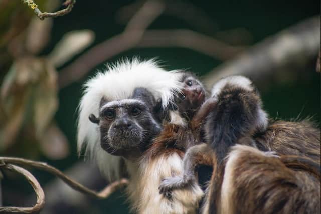 ‘Incredibly rare’ tamarin triplets