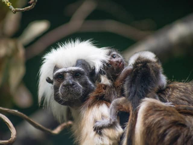 ‘Incredibly rare’ tamarin triplets