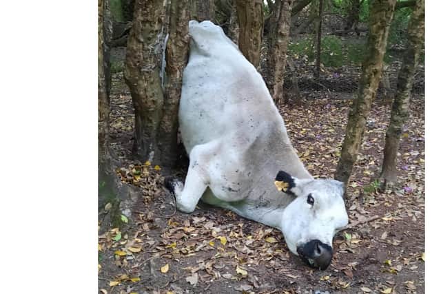 The cow was found stuck between trees. Picture: Hampshire Fire and Rescue
