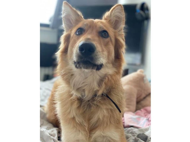 Missiee Elson has shared this gorgeous picture of Bonnie.