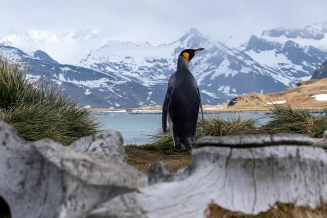HMS Forth's crew had the opportunity to snap some of the wildlife in South Georgia. Photo: Royal Navy