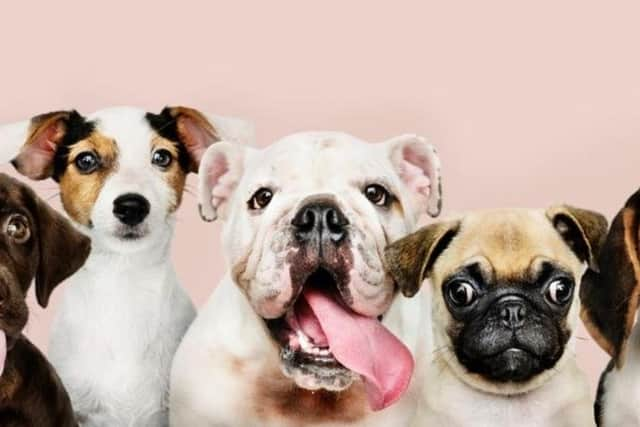 New research has revealed the 10 most expensive dog breeds to insure, with the English Bulldog taking the top spot.