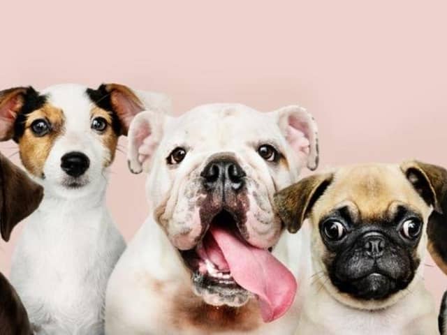 New research has revealed the 10 most expensive dog breeds to insure, with the English Bulldog taking the top spot.