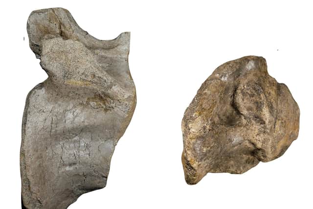 Undated handout photo issued by University of Southampton of a close up of the anterior tail (left) and dorsal vertebrae from spinosaurid. The remains of Europe's largest ever land-based hunter which measured more than 10 metres long and lived 125 million years ago have been found on the Isle of Wight. Issue date: Picture: Chris Barker/University of Southampton.