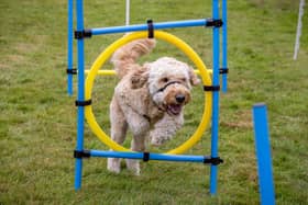 Cyril, a 3 year old Goldendoodle, charges through the assault course at the Denmead Fun Dog Show. Picture: Mike Cooter (210724)