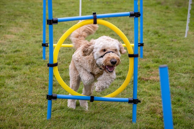 Cyril, a 3 year old Goldendoodle, charges through the assault course at the Denmead Fun Dog Show. Picture: Mike Cooter (210724)