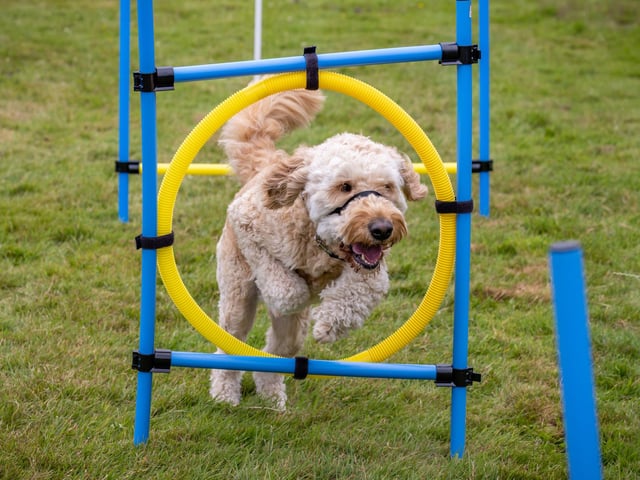 Cyril, a 3 year old Goldendoodle, charges through the assault course at the Denmead Fun Dog Show. Picture: Mike Cooter (210724)