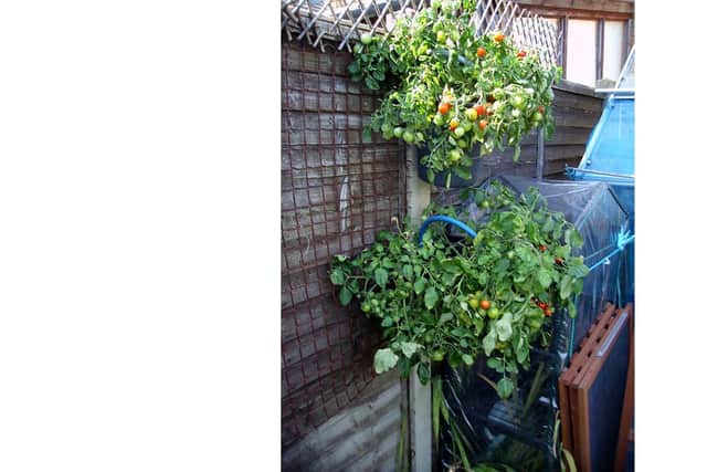 How you can grow tomatoes in florists buckets. Picture Goff Gleadle
