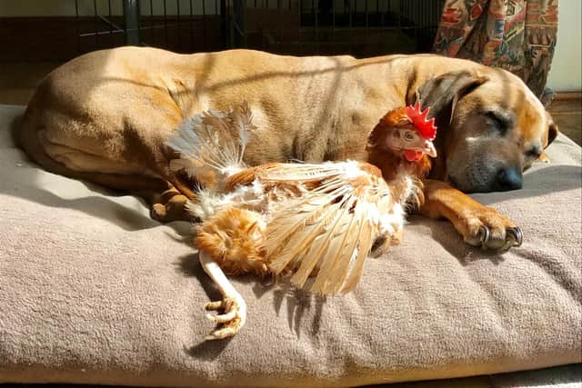 The British Hen Welfare Trust is encouraging people to consider former farmyard hens as potential pets. Picture: BHWT