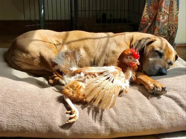 The British Hen Welfare Trust is encouraging people to consider former farmyard hens as potential pets. Picture: BHWT