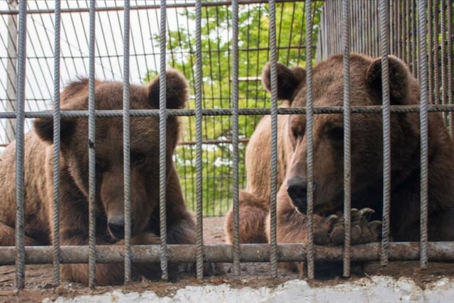 Benji and Balu in their cage in Azerbaijan