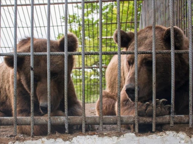 Benji and Balu in their cage in Azerbaijan