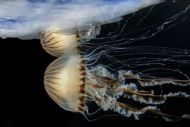 Scillonian Reflections by Malcolm Nimmo features in the Underwater Photographer of the Year exhibition at Gosport Museum and Art Gallery