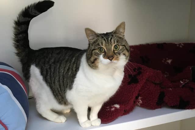 Ronnie was rehomed twice by Gosport Cats Protection using the hands-free-homing method