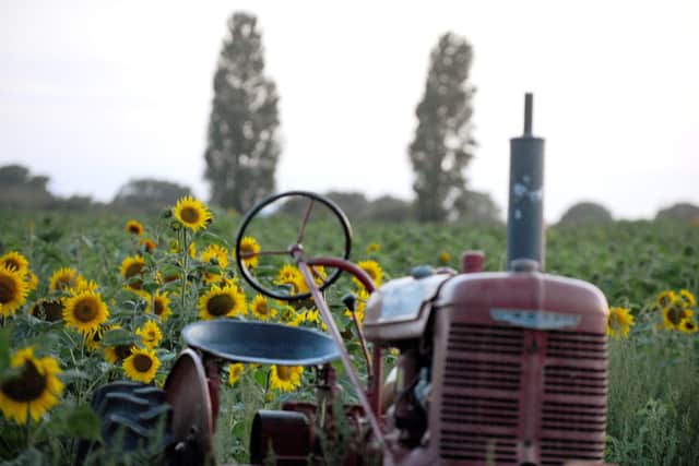 Sam's Sunflowers in Hayling Island, at the Stoke Fruit Farm Shop.

Picture: Sarah Standing