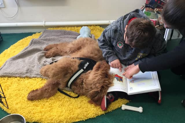 Therapy dog Ralph meets pupils at the Northern Federation of Schools
Credit: The Northern Federation of Schools