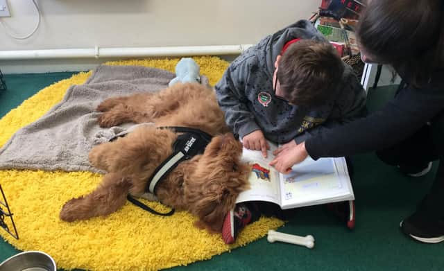 Therapy dog Ralph meets pupils at the Northern Federation of Schools
Credit: The Northern Federation of Schools