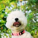 Pet allergies.