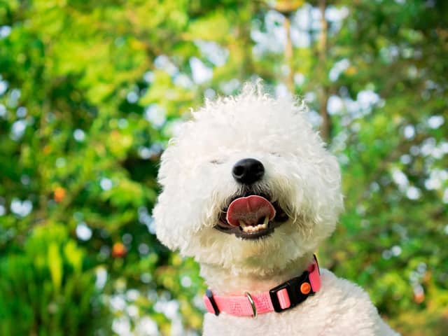 Pet allergies.