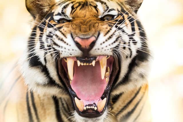 No matter their size, cats can be vicious Picture: Shutterstock