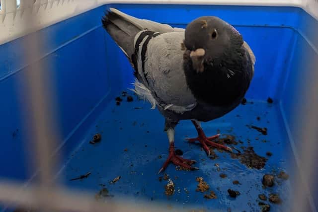 A pigeon being left in a container in its own faeces with no food and water. Picture: RSPCA.