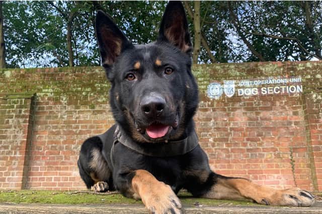 Police dog Blaze who helped apprehend a teenager with a knife.